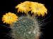 Rebutia-aureiflora-01.jpg.jpg
