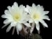 thumb_Echinopsis-sp-Entre-Rios-01.jpg.jpg