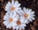 Mammillaria_lenta_m.jpg.jpg
