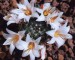 Mammillaria_luiseae_m.jpg.jpg