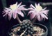 Mammillaria_theresae.jpg.jpg