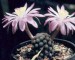 Mammillaria_theresae_m.jpg.jpg