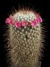 Mammillaria-magnifica-01.jpg.jpg