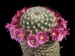 Mammillaria-matudae-01.jpg.jpg