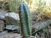 kaktus.jpg.jpg