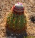 kaktus--melocactus-caesius-1.jpg.jpg