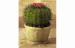 melounovy-kaktus.jpg.jpg