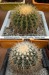Echinocactus grusonii.jpg.jpg
